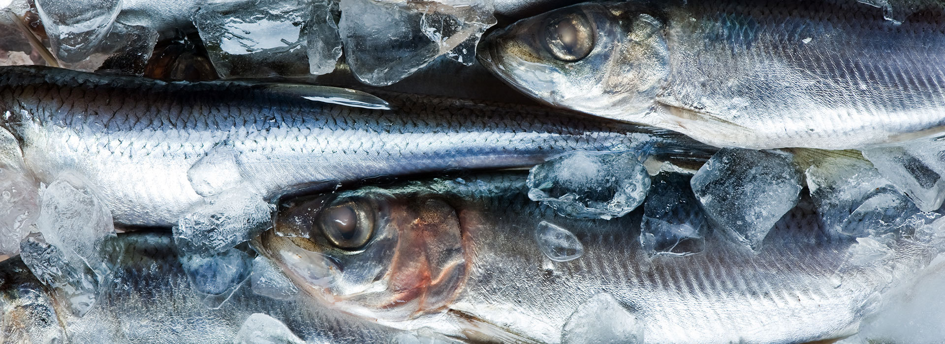 göta fisk och delikatesser göta fisk och delikatesser